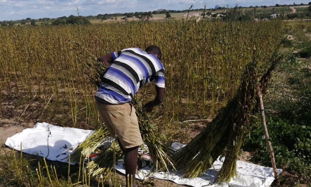 Agriculture