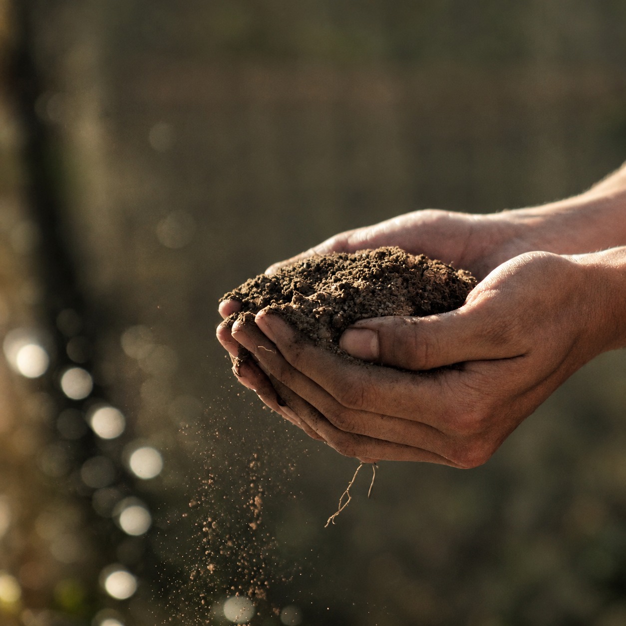 Farmer tending to a young agricultural crop