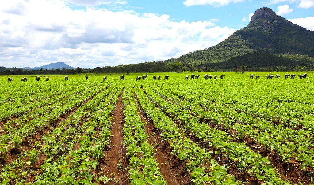 Rows of crops under a tropical sky