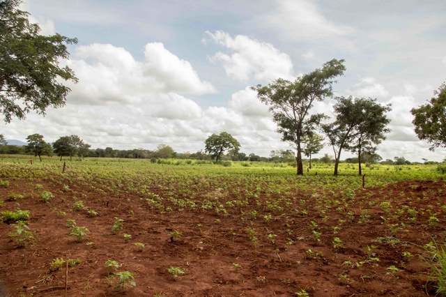 Healthy agricultural soil and plants